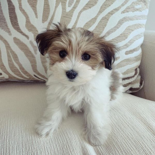 Tiny havanese 2025