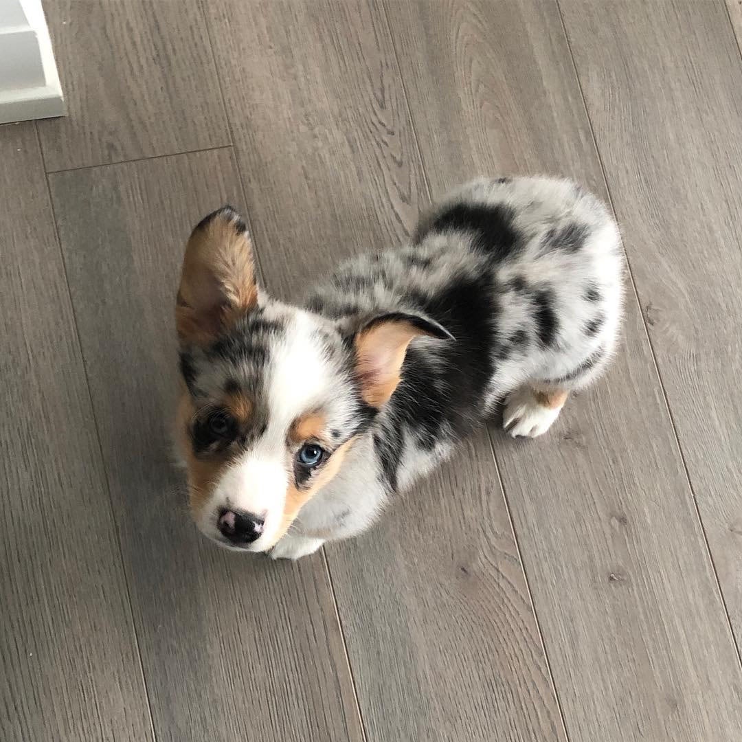 Merle corgi puppies for sale store