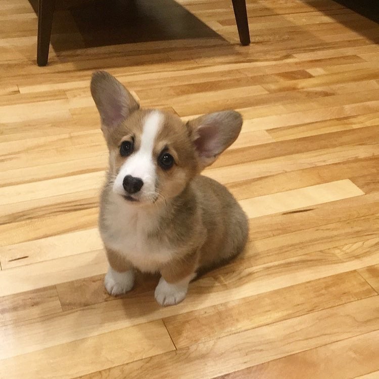 Corgi items for sale on sale