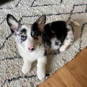 Corgi Puppies Breeders Corgi Puppies For Sale Near Me Corgi