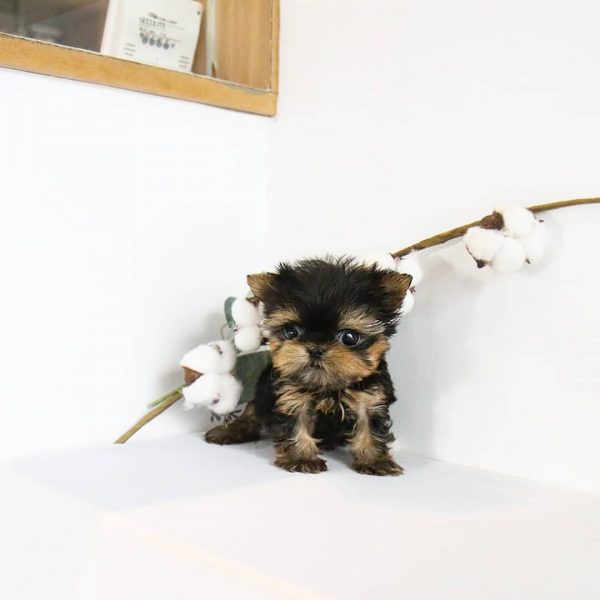 Teacup puppies for sales sale under 500