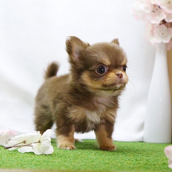 Chocolate teacup chihuahua best sale